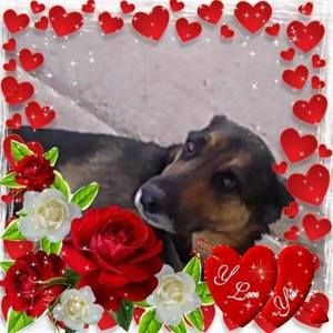 Meet your Posher, Adam